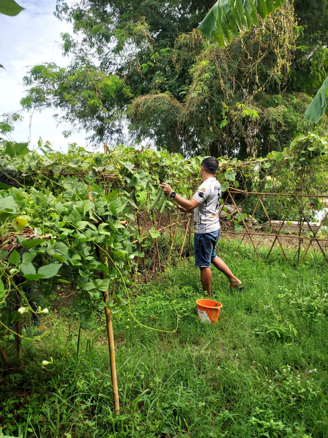 1 อำเภอ 1 หมู่บ้านต้นแบบในการสร้างความมั่นคงทางอาหาร 